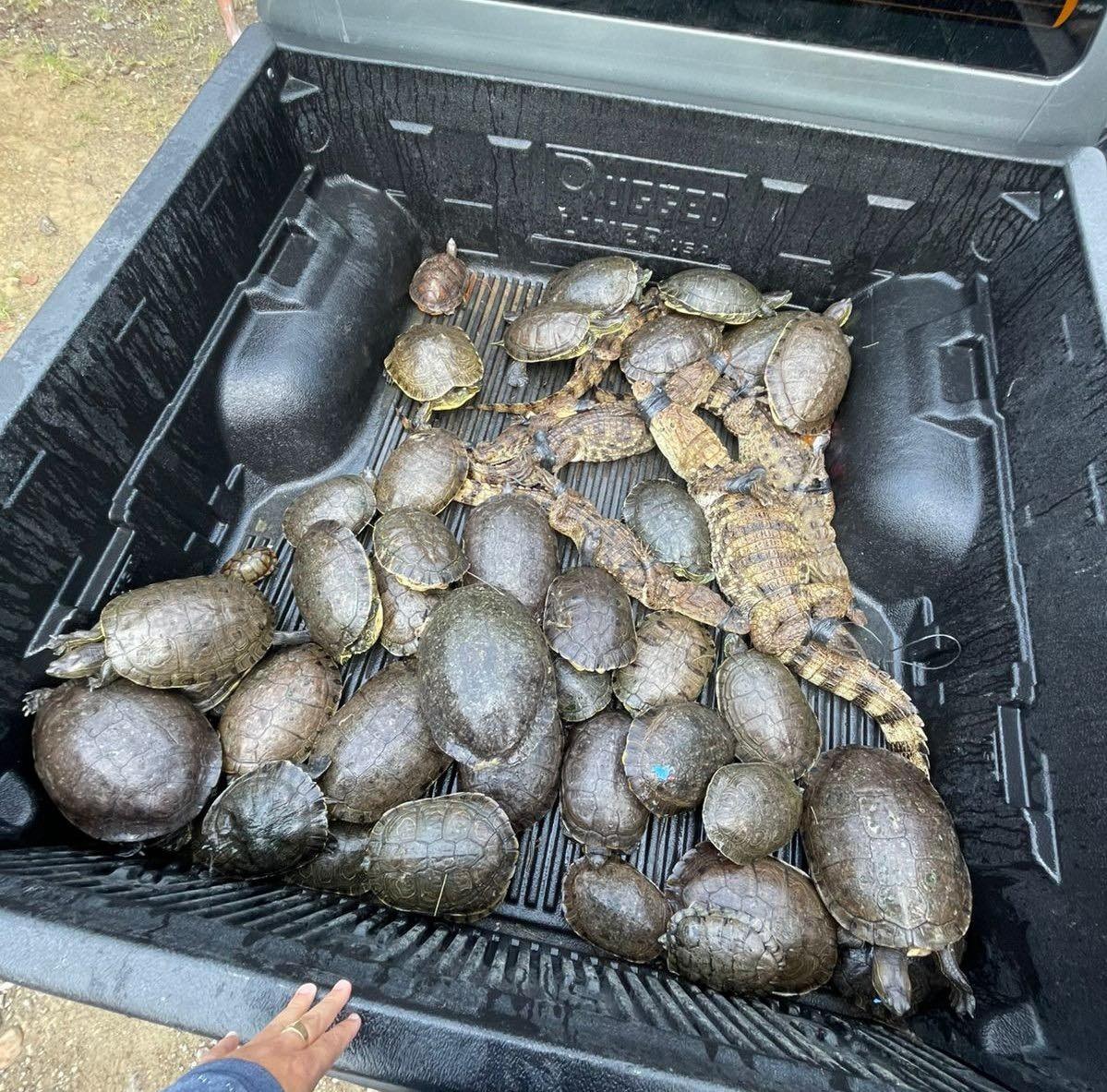 Fiscalía del Ambiente recupera varias tortugas y caimanes que estaban en cautiverio en El Porvenir, Atlántida